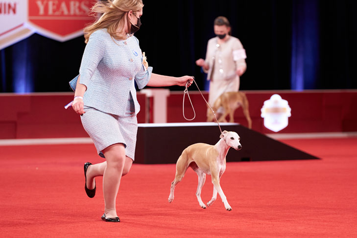 AKC National Championship 2020 Winner: Bourbon the Whippet